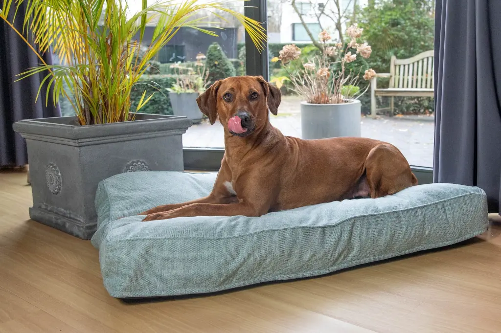 LI DE CHIEN MENTHE 120-80 1.webp