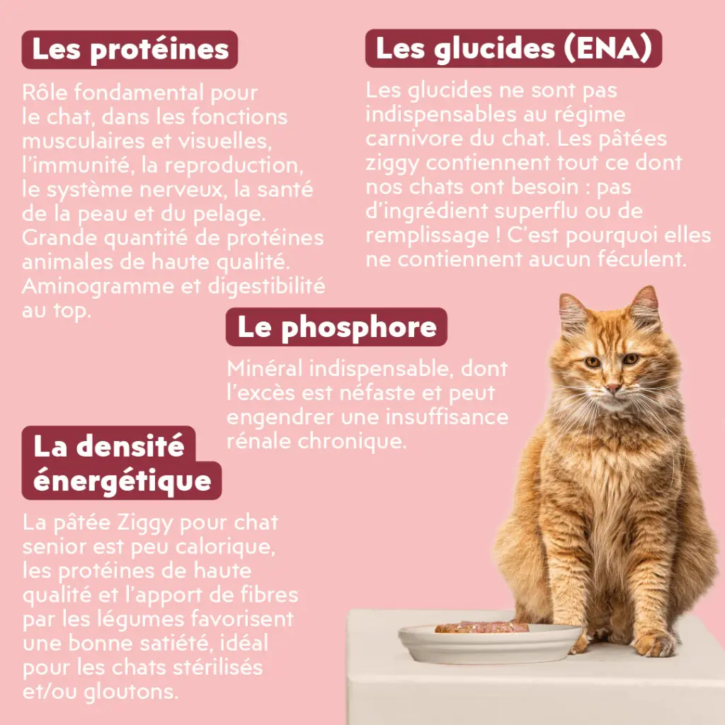 p boeuf chat senior 2.webp