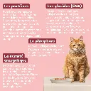 p boeuf chat senior 2.webp