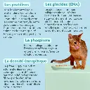 p chat ster saumon 2.webp