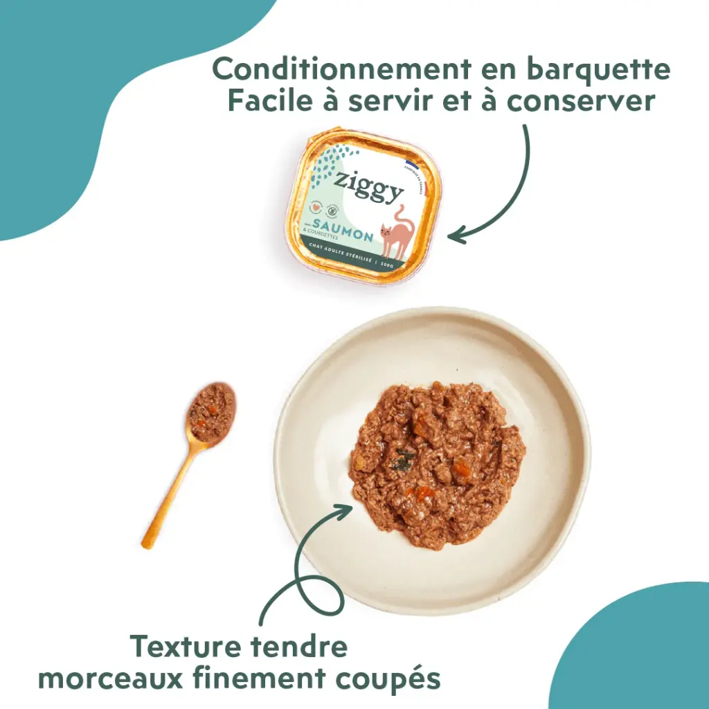 p chat ster saumon 3.webp