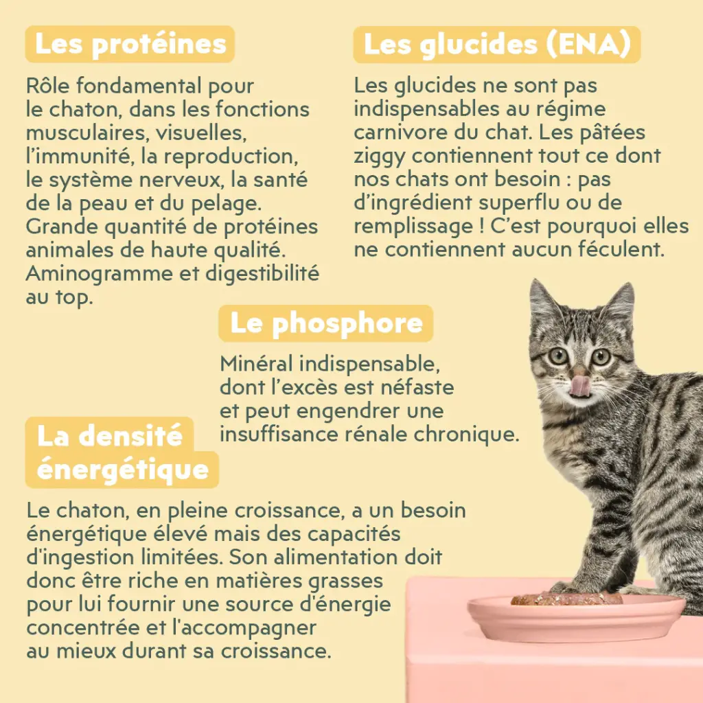 p chaton boeuf 3.webp