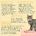 p chaton boeuf 3.webp