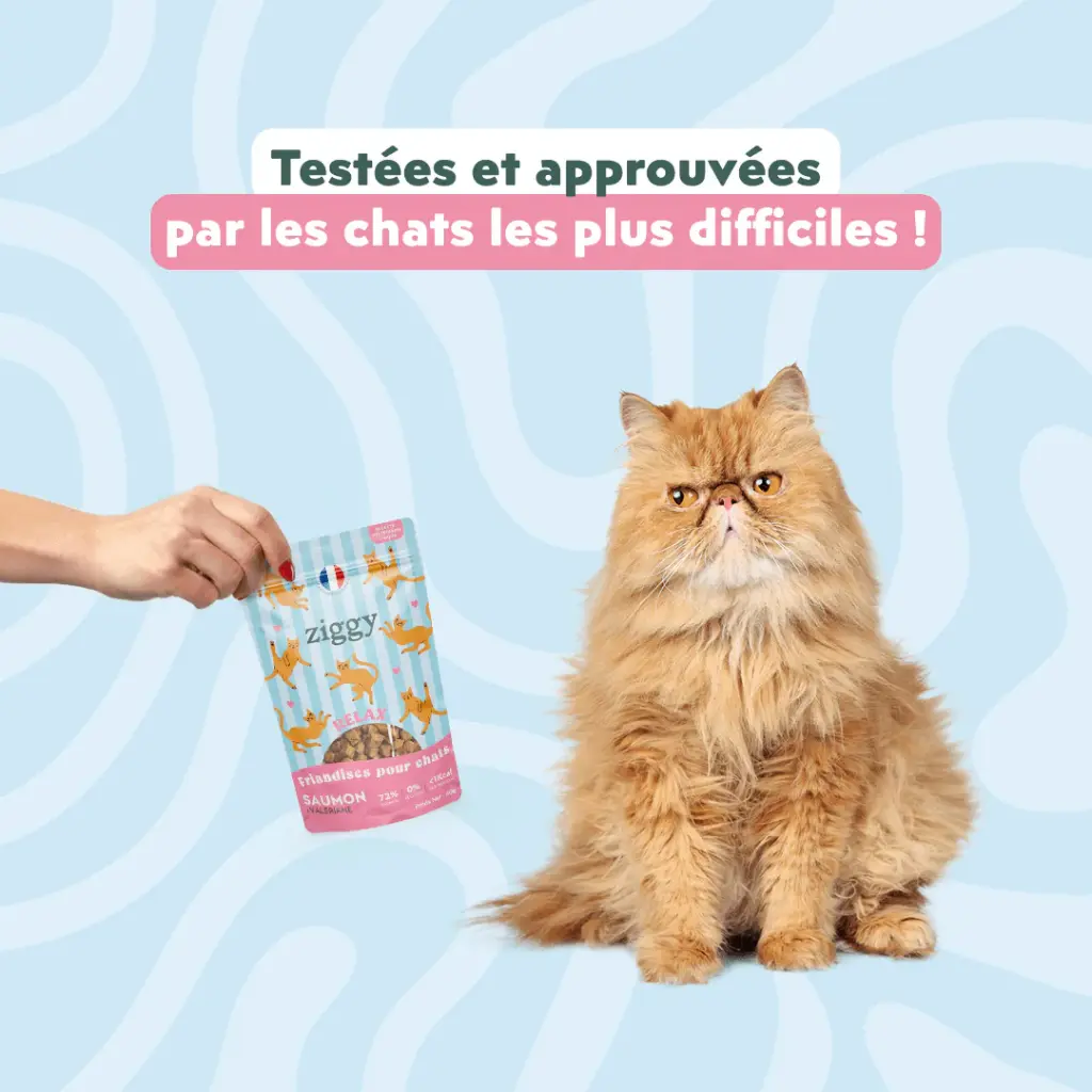 friandise chat relax saumoin et valeriane 6.webp