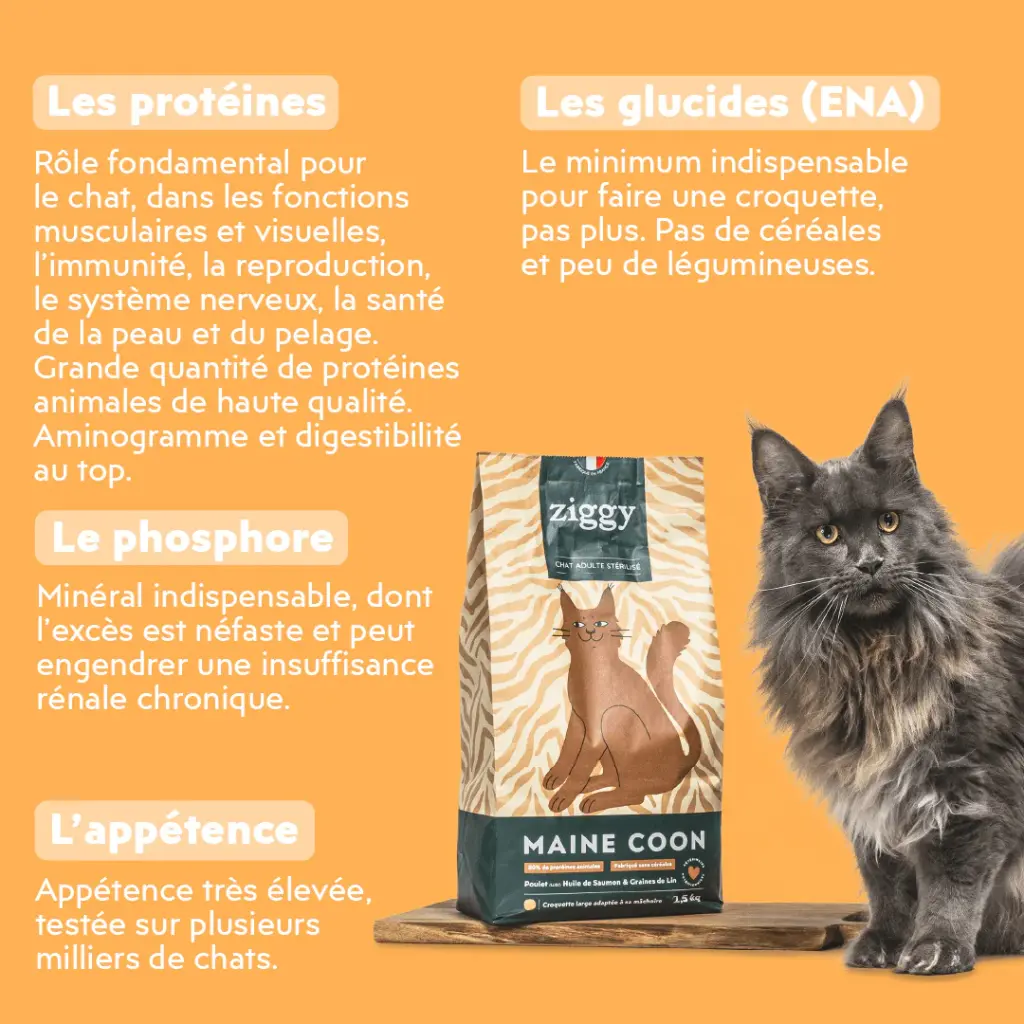 croquetteschat-CMCPTSC2_4.webp