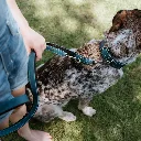 COLLIER CUIR BLEU HUNTER 5.webp