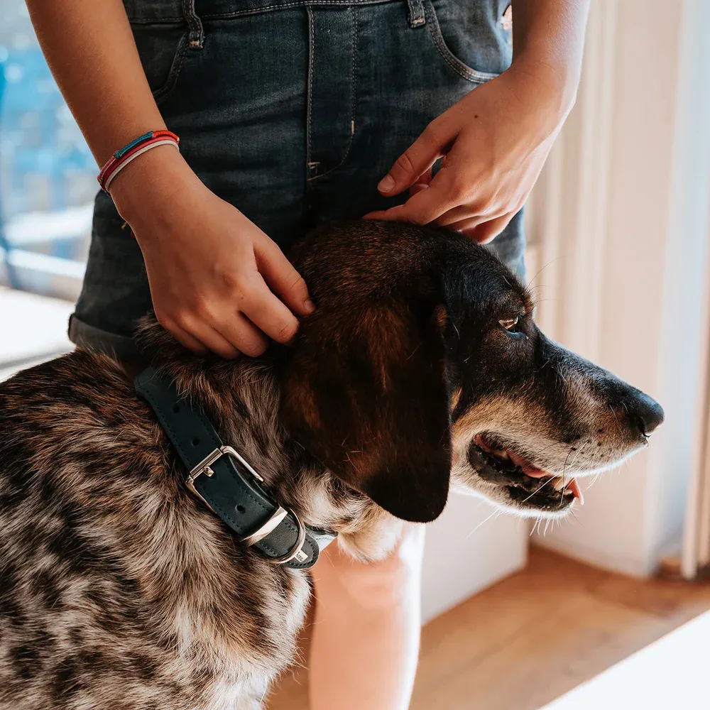 COLLIER CUIR BLEU HUNTER 4.webp