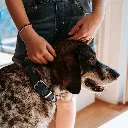 COLLIER CUIR BLEU HUNTER 4.webp