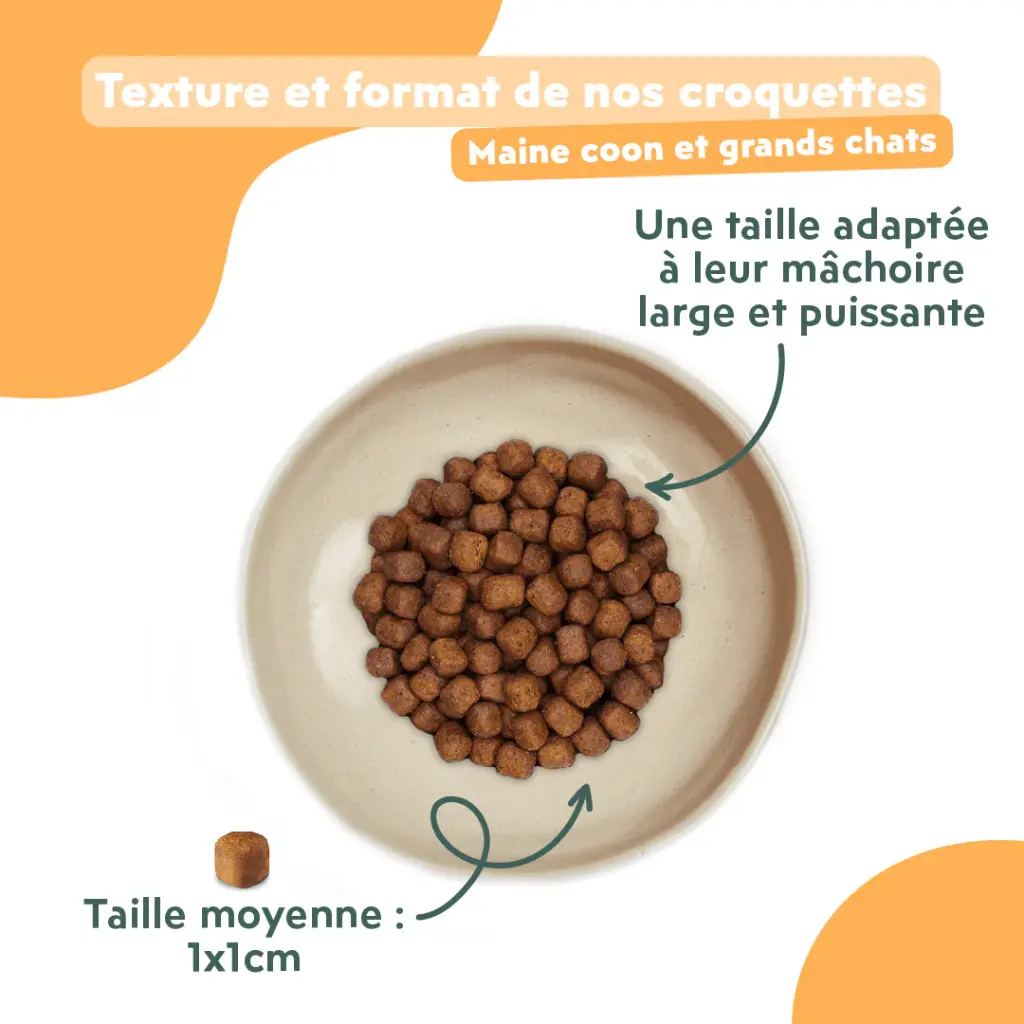 croquetteschat-CMCPTSC2_5.webp