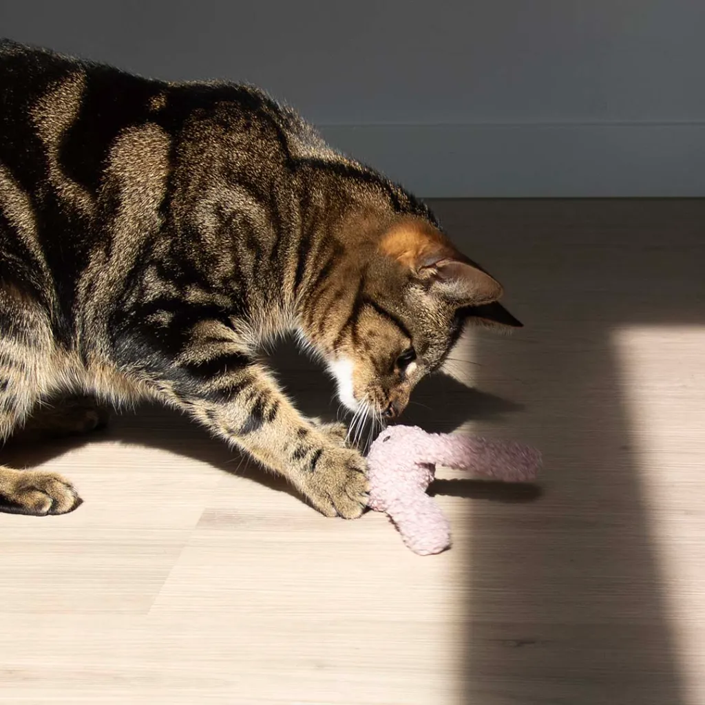 4047059488683_sc1_webl (1).webp