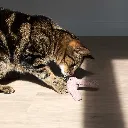 4047059488683_sc1_webl (1).webp