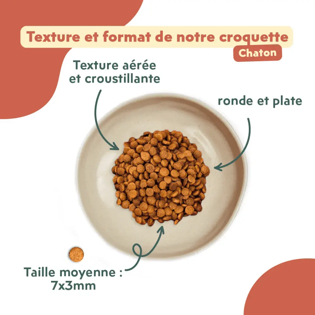 croquetteschaton-ziggy.webp