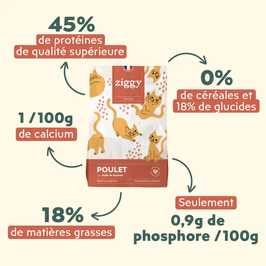 croquette ziggy chaton.webp