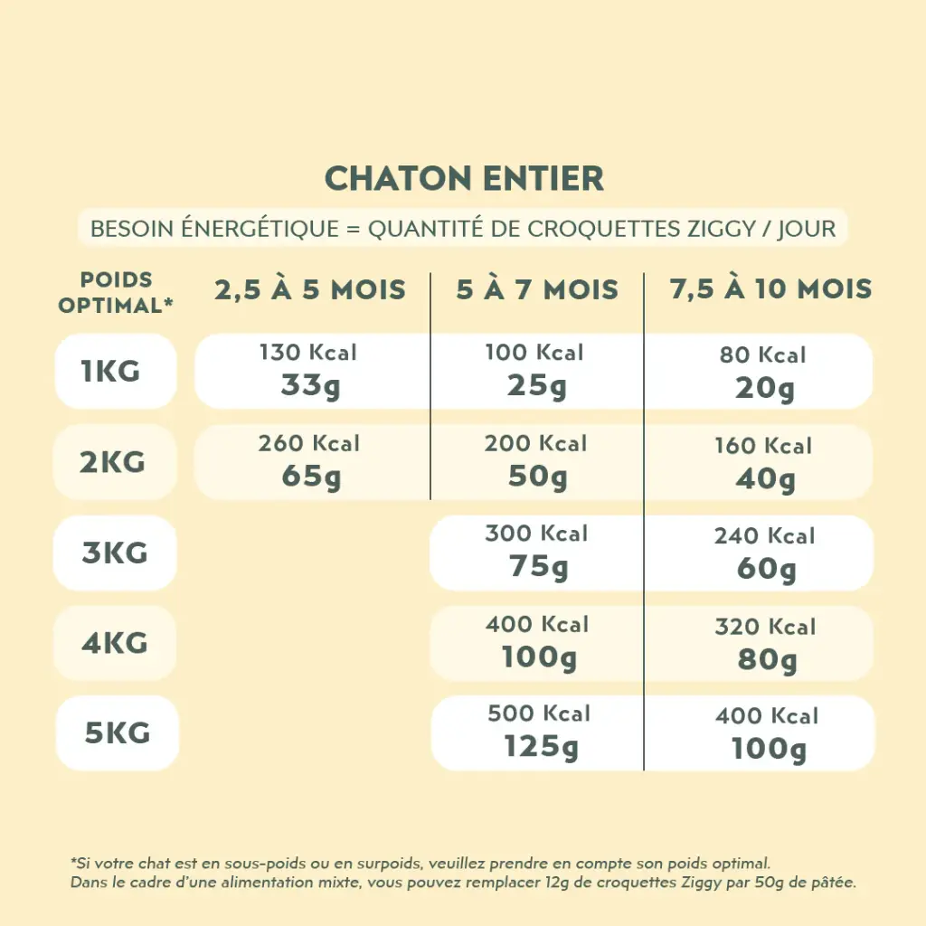 croquette ziggy chaton  3.webp