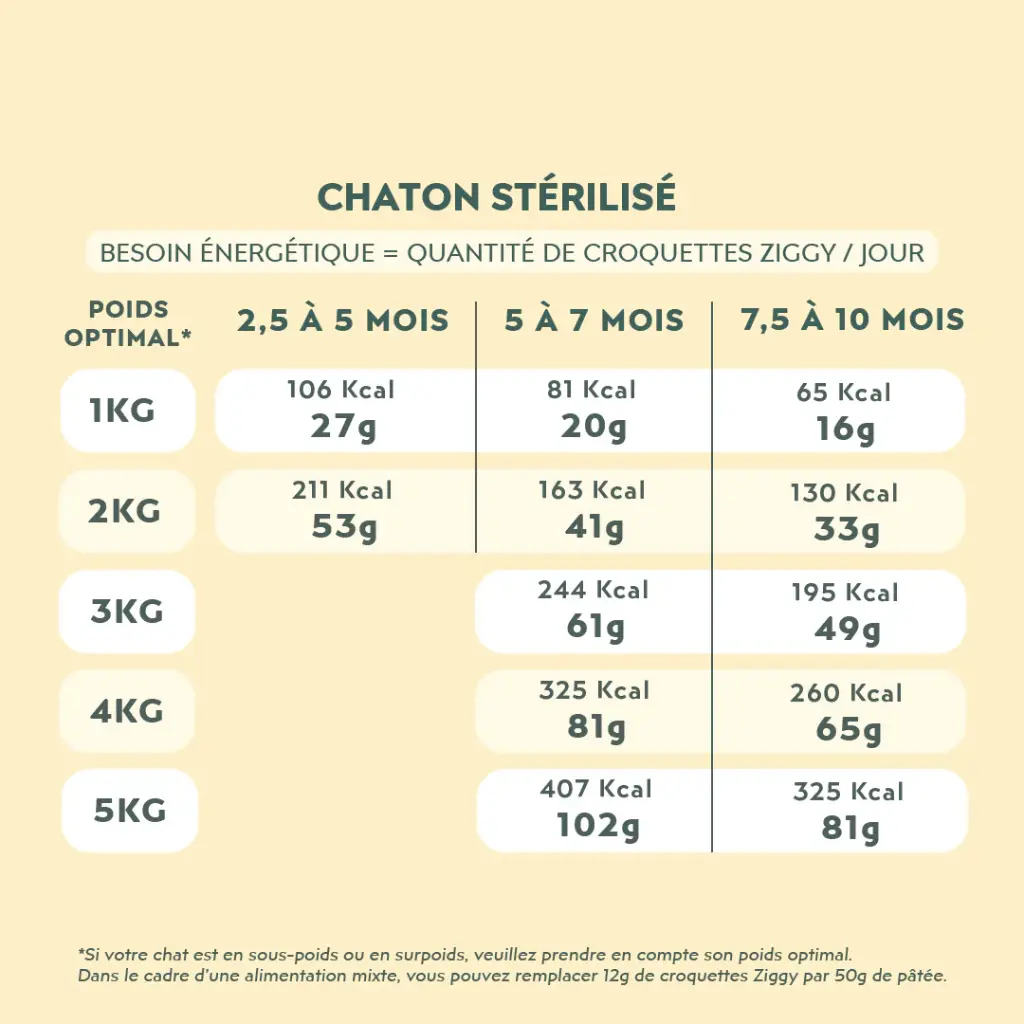 croquette ziggy chaton  2.webp