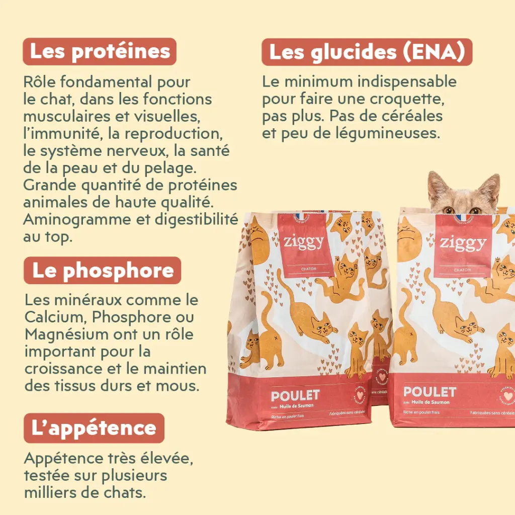 croquetteschaton ziggy 4.webp