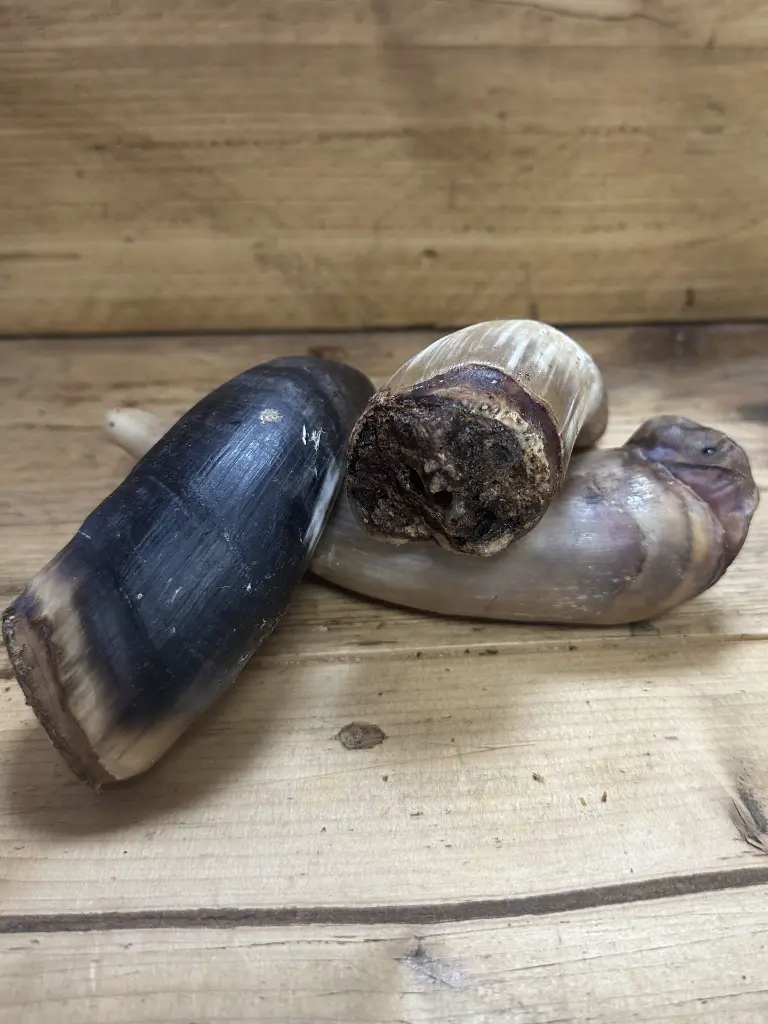 BOEUF CORNE S 1.webp