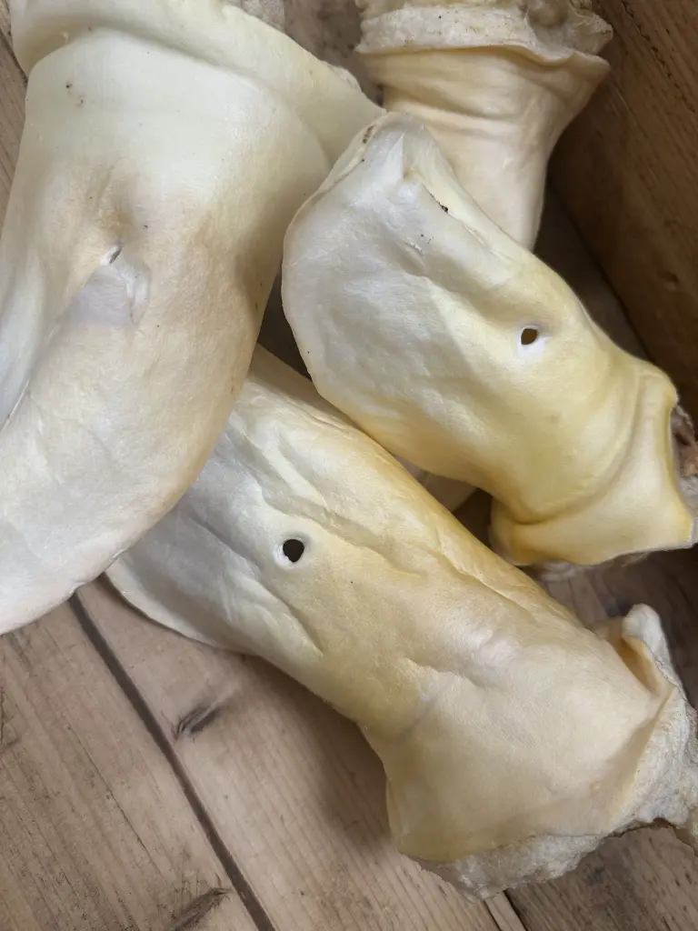 BOEUF OREILLE SOUFFLEE ZOOM.webp