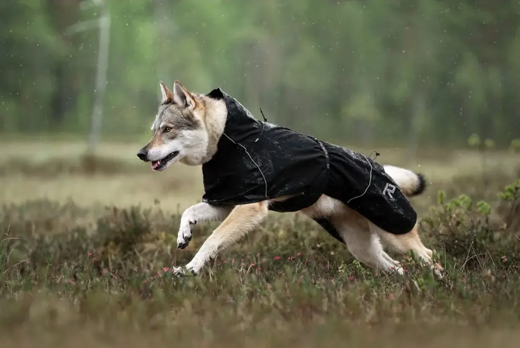 Manteau RUKKA Chien - Imperméable  (25cm)