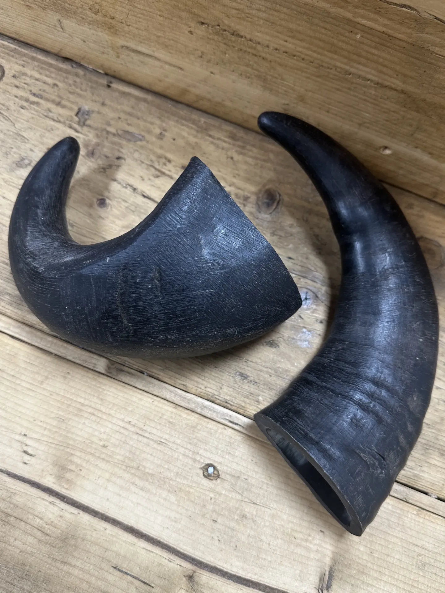 BUFFLE - Corne de Buffle