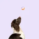 COOCKOO - BALLE DE TENNIS LET'S PLAY