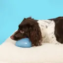COOCKOO - HAPPY CLOUD