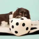 COOCKOO - ROLL THE DICE