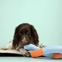 COOCKOO - SNUGGLE SNAKE