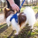 ULTIMATE FIT - HARNAIS