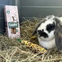 FRIANDISE BÂTONS À RONGER - CASSIS POIRE