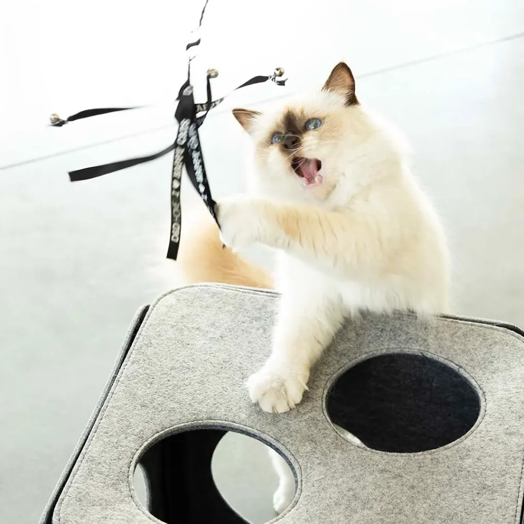 CHAT - CANNE À PÊCHE CLAIRE