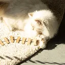 CHAT -  CANNE À PÊCHE COOPER