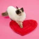 COOCKOO - PLAID BE MINE