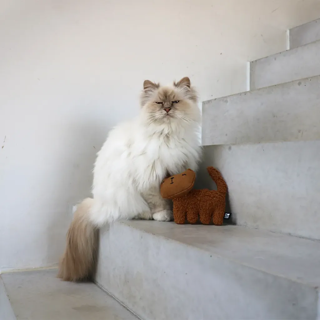 COUSSIN DE FRAPPE CHAT