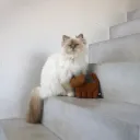 COUSSIN DE FRAPPE CHAT