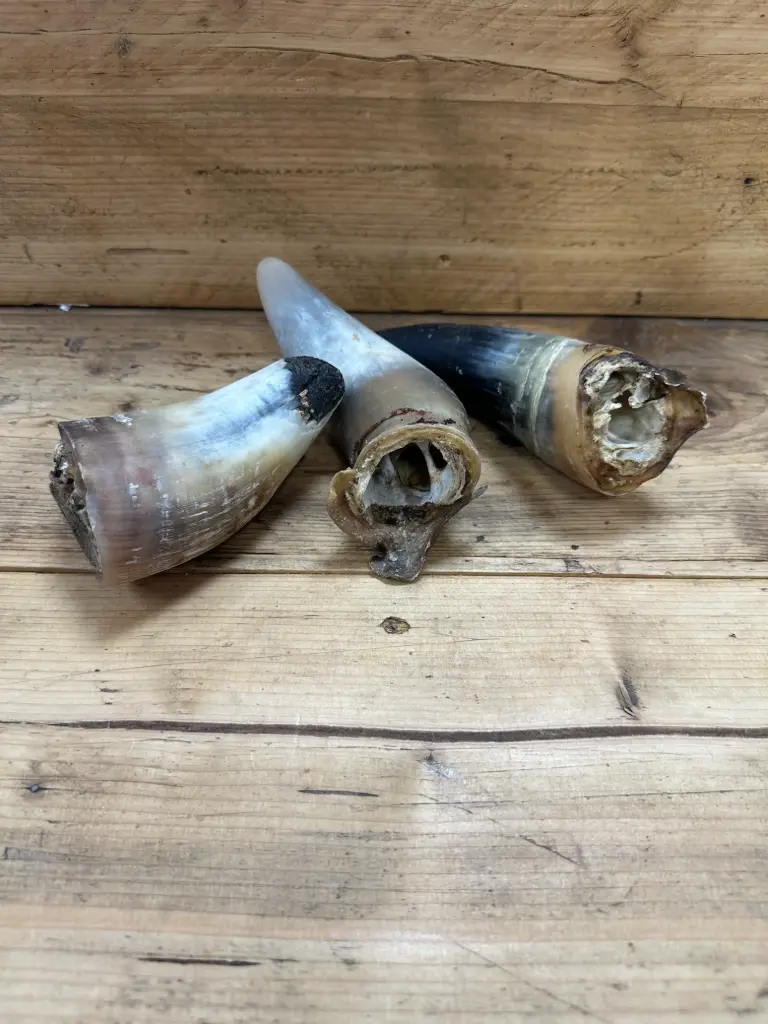 BŒUF - Corne de Bœuf 