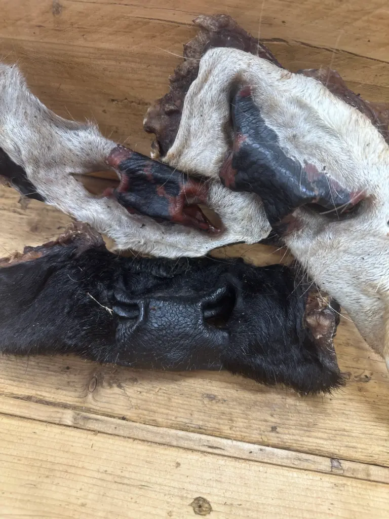 BŒUF - Museau Poilu 