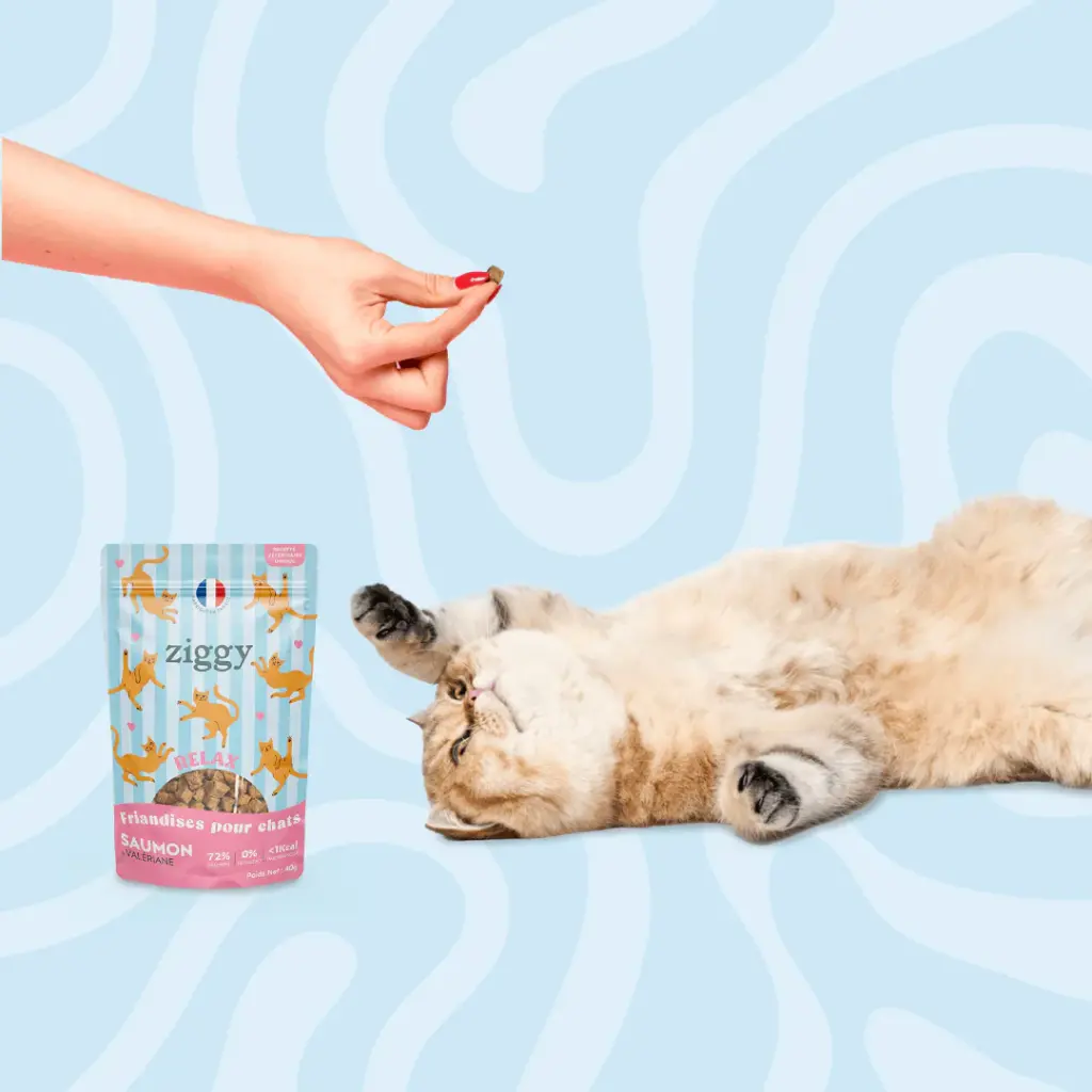 GOURMANDISE CHAT RELAX ZIGGY
