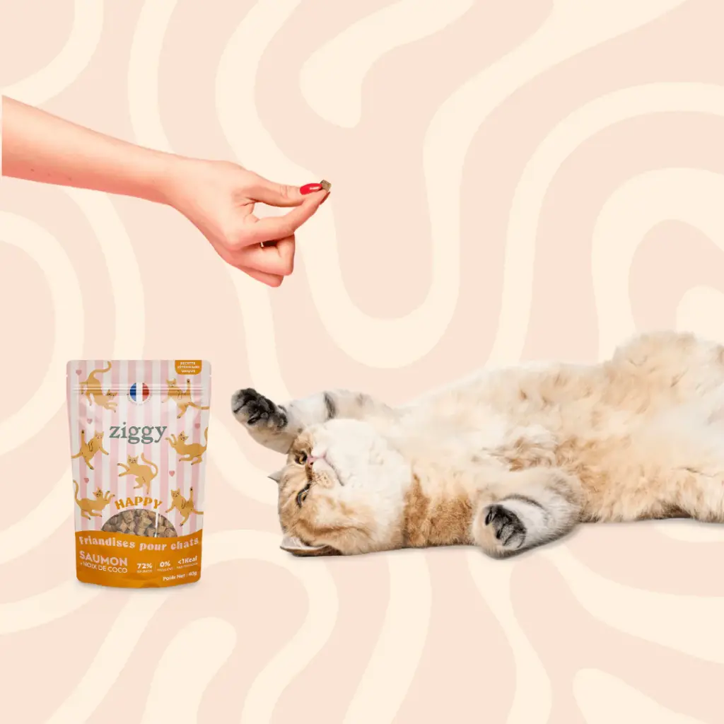GOURMANDISE CHAT HAPPY ZIGGY