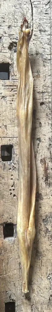 LAPIN - Peau Séchée