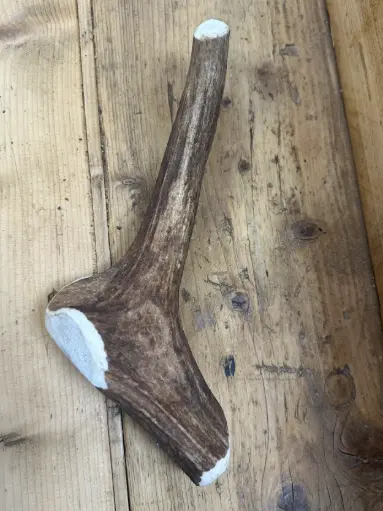 CERF - Bois Entier 