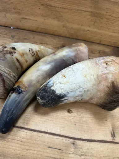 BŒUF - Corne de Bœuf 