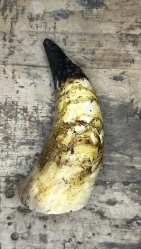 BŒUF - Corne de Bœuf 