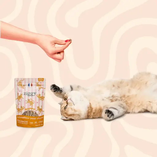 Gourmandises Chat Happy Ziggy