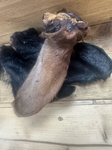 BŒUF - Oreille Poilue