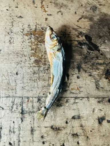 POISSON - Hareng Entier