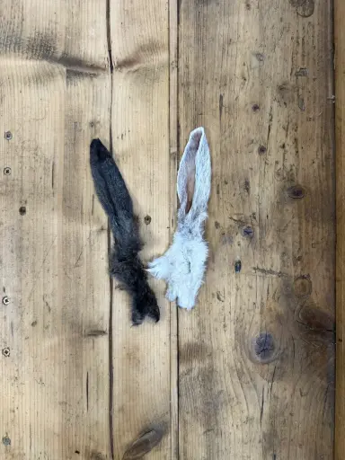 LAPIN - Oreille Poilue 