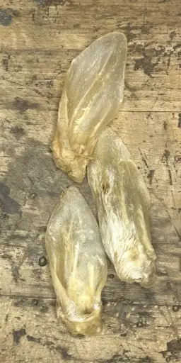 MOUTON - Oreille séchée